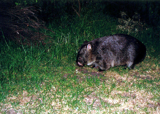 06-wombat-wilsonprom