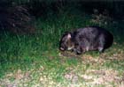 06-wombat-wilsonprom
